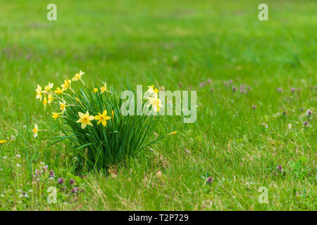 Inquadratura orizzontale di fiori di primavera nel verde di un campo erboso con copia spazio sul lato destro. Foto Stock