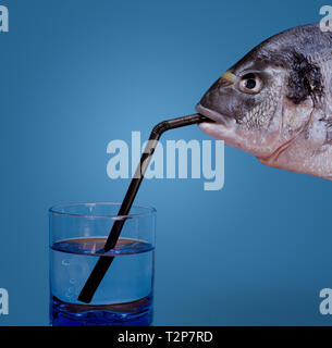 Pesce orata con guscio che beve acqua minerale in pulita acqua incontaminata Foto Stock