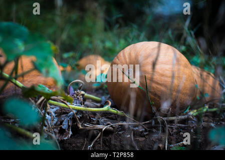 Zucca matura in giardino Foto Stock