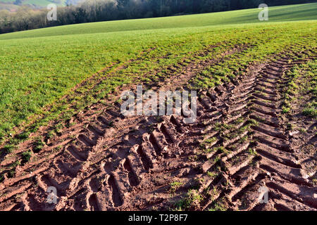 Il trattore del battistrada dei pneumatici le vie nel terreno soffice in campo agricolo Foto Stock