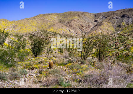 Paesaggio di primavera in Anza Borrego Desert State Park con Ocotillos (Fouquieria splendens) e pigmeo di papaveri (Eschscholzia minutiflora) Foto Stock