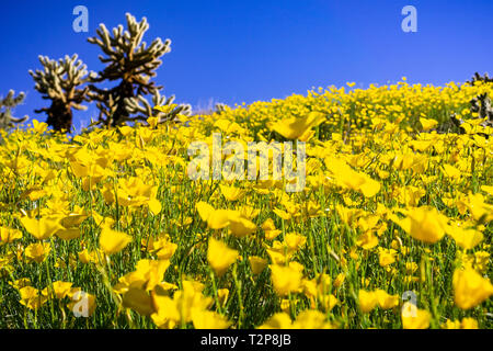 Campo di papaveri pigmeo (Eschscholzia minutiflora) cresce durante un super fiorisce in Anza Borrego Desert State Park, California del sud Foto Stock