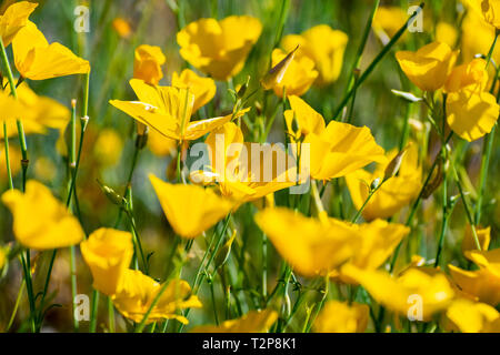 Papaveri pigmeo (Eschscholzia minutiflora) cresce durante un super fiorisce in Anza Borrego Desert State Park, California del sud Foto Stock