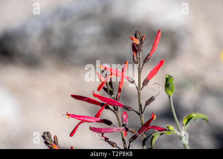 Close up Chuparosa (Justicia californica) fiori selvatici, Anza-Borrego Desert State Park, California Foto Stock