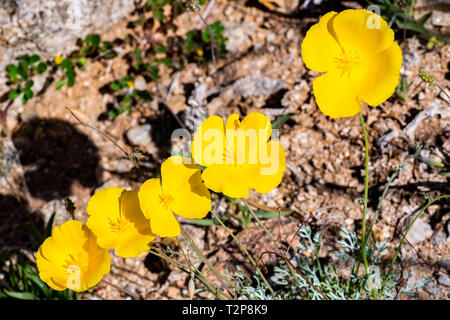 Papaveri pigmeo (Eschscholzia minutiflora) cresce durante un super fiorisce in Anza Borrego Desert State Park, California del sud Foto Stock