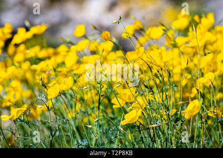 Campo di papaveri pigmeo (Eschscholzia minutiflora) cresce durante un super fiorisce in Anza Borrego Desert State Park, California del sud Foto Stock