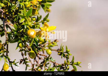 Il creosoto bush (Larrea Purshia) che fiorisce in Anza-Borrego Desert State Park, California del sud Foto Stock