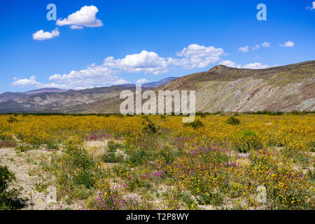 Deserto girasoli (Geraea canescens) che fiorisce in Anza Borrego Desert State Park durante un superbloom, California del sud Foto Stock