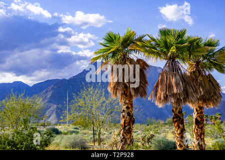 Un gruppo di palme in Borrego Springs, California Foto Stock