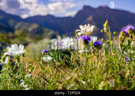 Deserto cicoria e Phacelia fiori selvatici in fiore nel Anza Borrego Desert State Park durante una molla super bloom, California del sud Foto Stock