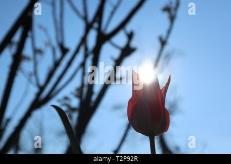 Tulip in controluce del sole come messaggero della molla Foto Stock