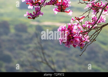 Close up della tromba rosa tree (Handroanthus impetiginosus) fiori; sfondo verde Foto Stock