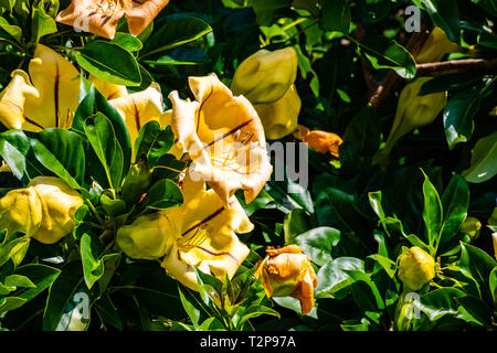 Solandra maxima, noto anche come coppa d'oro di vite, Calice d oro della vigna, o Hawaiian lily, Balboa Park, San Diego, California Foto Stock