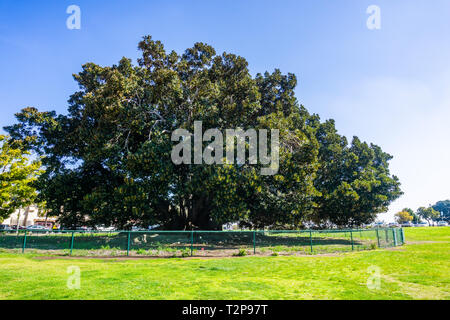 Grandi Moreton Bay Fig (Ficus macrophylla) tree in Balboa Park più vecchio di 100 anni (piantato nel 1915), San Diego, California Foto Stock