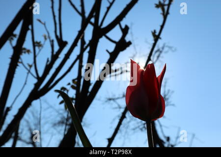 Tulip in controluce del sole come messaggero della molla Foto Stock