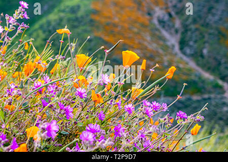 California papaveri (Eschscholzia californica) e Deserto wishbone bush (Mirabilis laevis) fiori selvatici in fiore nel Canyon Walker, Lago Elsinore, Califo Foto Stock