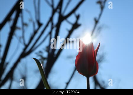 Tulip in controluce del sole come messaggero della molla Foto Stock