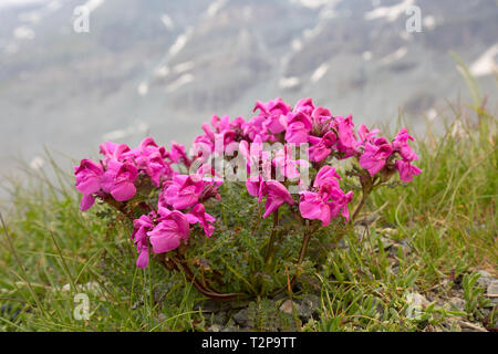 A becco lungo lousewort (Pedicularis rostratocapitata / Pedicularis rostrato-capitata) in fiore in estate nelle Alpi orientali Foto Stock