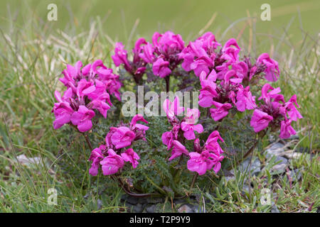 A becco lungo lousewort (Pedicularis rostratocapitata / Pedicularis rostrato-capitata) in fiore in estate nelle Alpi orientali Foto Stock