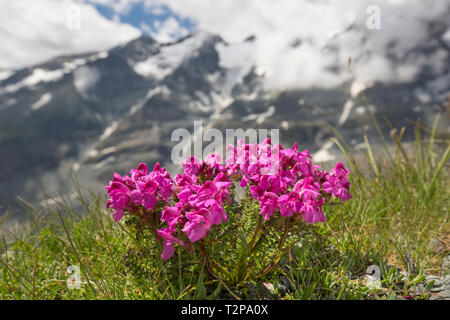 A becco lungo lousewort (Pedicularis rostratocapitata / Pedicularis rostrato-capitata) in fiore in estate il Parco Nazionale degli Alti Tauri, Carinzia, Austria Foto Stock