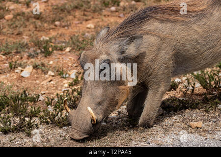 Warthog comune nel Parco Nazionale di Kruger, Sud Africa ; Specie Phacochoerus africanus famiglia dei suidi Foto Stock