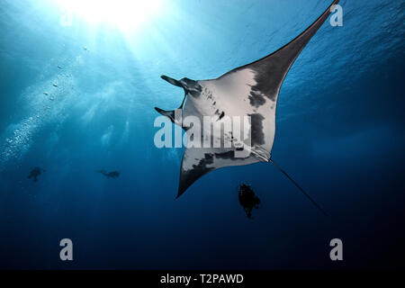 Vista subacquea del gigante Manta Ray vicino il pinnacolo di roca partida, Socorro, Baja California, Messico Foto Stock