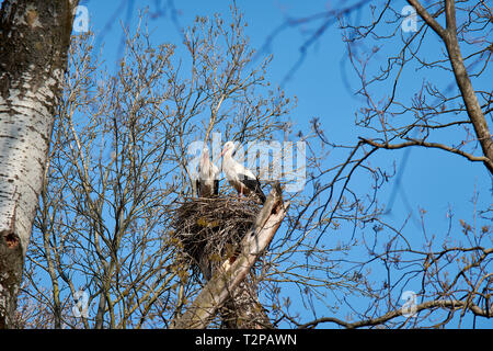 Nido su un albero tra i rami. Due cicogne sotto il cielo blu. Foto Stock