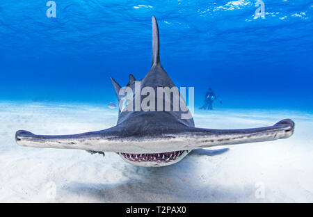 Vista subacquea del grande squalo martello nuoto su fondali, Alice Town, Bimini, Bahamas Foto Stock