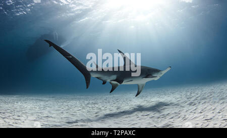 Vista subacquea del grande squalo martello nuoto su fondali, Alice Town, Bimini, Bahamas Foto Stock
