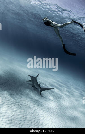 Vista subacquea del grande squalo martello e femmina sub, Alice Town, Bimini, Bahamas Foto Stock