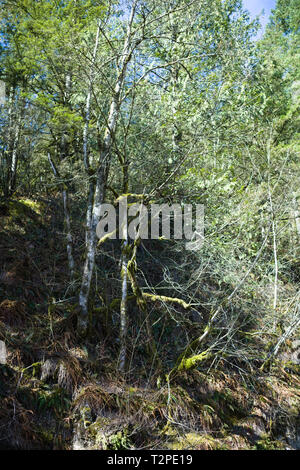 Gli alberi di muschio sono una vista comune nelle foreste pluviali delle British Columbia Coast Mountains a Dewdney, Mission, British Columbia, Canada Foto Stock