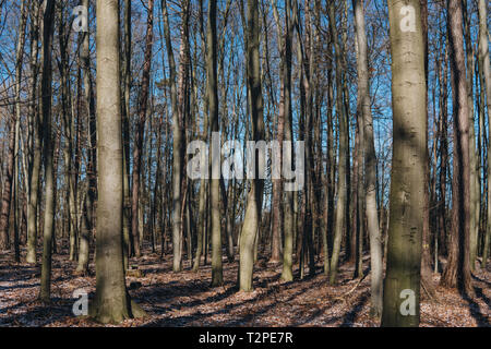 Stellario holosteae tipo dei climi temperati ampia-foglia di boschi con alberi di carpino durante il periodo invernale in Polonia Foto Stock