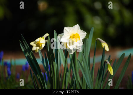 Narcisi bianche nei giardini di Bear Creek Park, Surrey, British Columbia, Canada Foto Stock