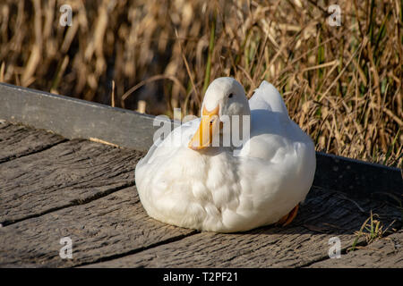 Bianco anatre pesanti - American Pekin conosciuto anche come Aylesbury o Long Island duck appoggiato su una piattaforma di legno al tramonto Foto Stock