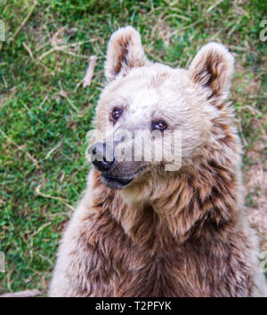 Orso scuro ai piedi dell'albero sembra nell'altra preda e attende che a venire giù Foto Stock