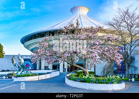 Albero di magnolia in fiore a Vancouver Museum, Vanier Park, Kitsilano, Vancouver, British Columbia, Canada Foto Stock