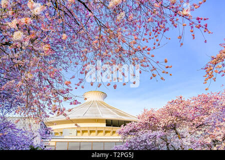 Cherry trees in bloom at Museum of Vancouver, Vanier Park, Kitsilano, Vancouver, British Columbia, Canada Foto Stock