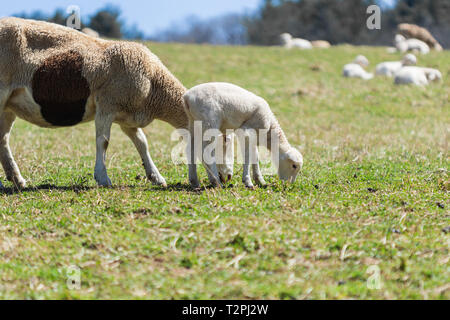 Una madre pecore (Ovis aries) e agnelli pascolano fianco a fianco in un pascolo su il Biltmore Estate in Asheville, NC, Stati Uniti d'America Foto Stock