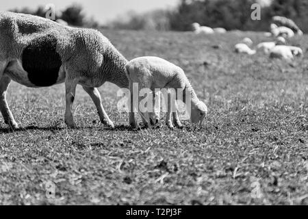 Una madre pecore (Ovis aries) e agnelli pascolano fianco a fianco in un pascolo su il Biltmore Estate in Asheville, NC, Stati Uniti d'America Foto Stock