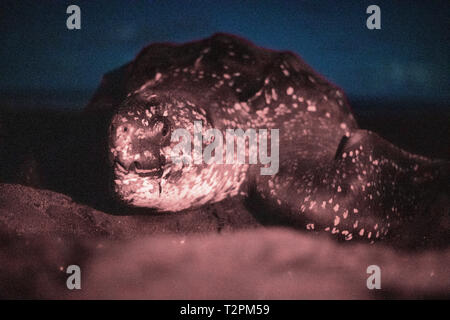 Tartaruga Liuto di deposizione delle uova sulla spiaggia, Dominica, dei Caraibi. Foto Stock