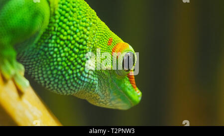 Close up di un gigante del Madagascar giorno gecko Foto Stock