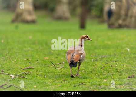Oca egiziana, Alopochen aegyptiaca in Saint James Park, Londra Foto Stock