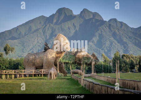 Gorilla cerimonia di denominazione dei motivi, i vulcani del parco nazionale, Ruanda. Foto Stock