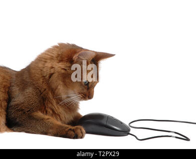 Bellissimo gatto somalo con nero mouse del computer - isolato su sfondo bianco Foto Stock