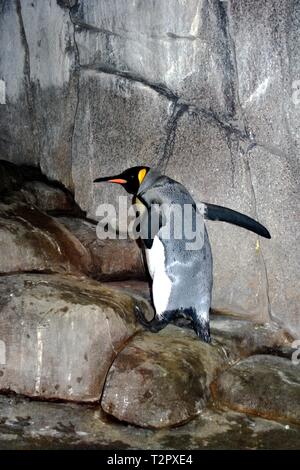 Pinguino reale (Aptenodytes patagonicus) a Hagenbeck's Tierpark (zoo) nella città di Amburgo, Germania Foto Stock