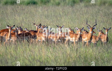 Il Masai Mara Impala (Aepyceros melampus) riuniti nel campo presso il Masai Mara National Reserve, Kenya Foto Stock