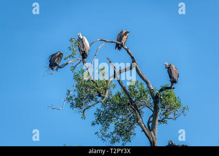 African white-backed grifone (Gyps africanus) appollaiato sulla cima di un albero, il Masai Mara riserva nazionale, Kenya, Africa Foto Stock