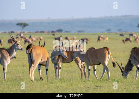 Eland comune (Taurotragus oryx) si riuniscono nel campo del Masai Mara riserva nazionale, Kenya Foto Stock