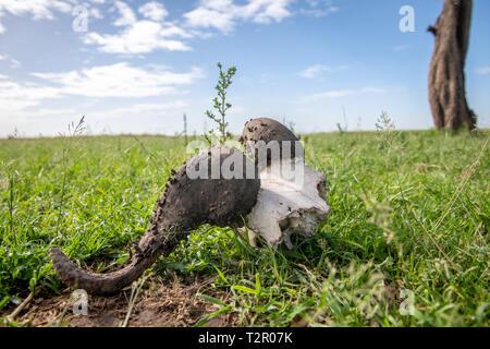 Bufali (Syncerus caffer) corna e cranio nel Masai Mara riserva nazionale, Kenya Foto Stock