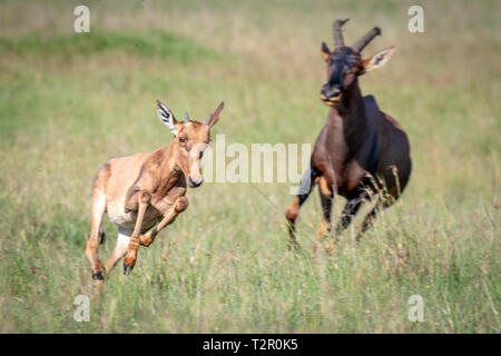 Un giovane Topi (Damaliscus lunatus jimela) sottospecie di tsessebe comune eseguito attraverso un campo nel Masai Mara National Reserve, Kenya Foto Stock